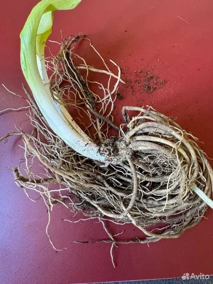 Хоста "МЕДИО ВАРИЕГАТА"