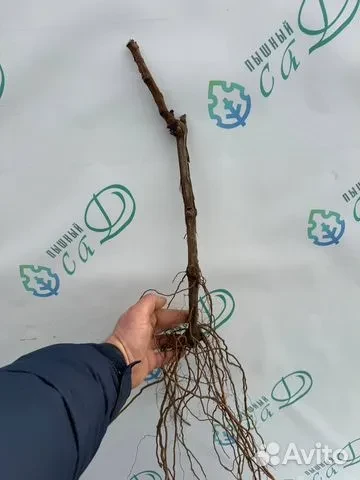 Виноград "ШАРДОНЕ"